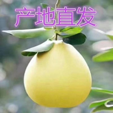 平和琯溪蜜柚