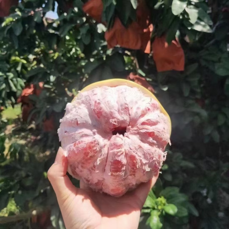 平和琯溪蜜柚