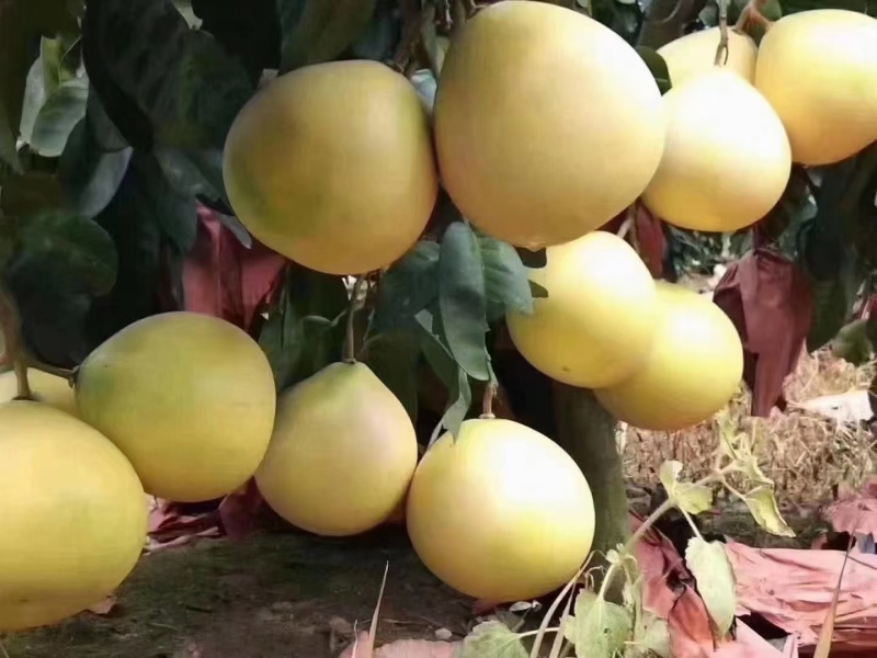 平和琯溪蜜柚