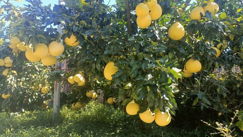 平和琯溪蜜柚