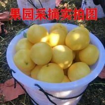 葡萄柚