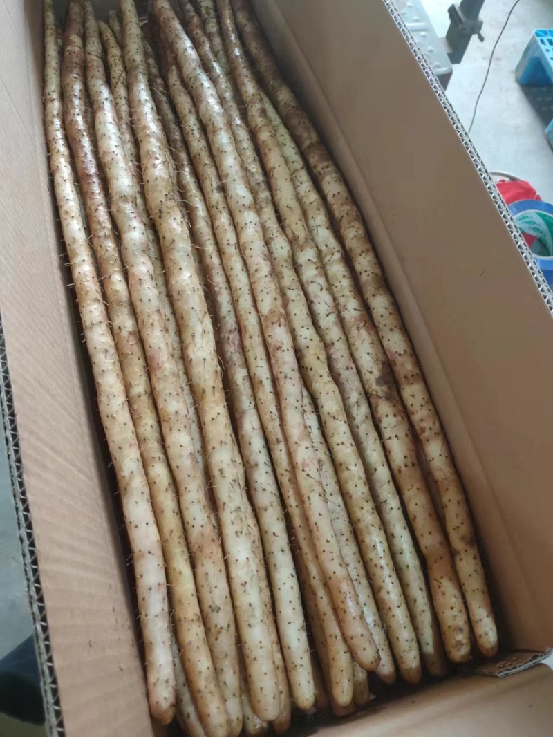 河北保定蠡县小白嘴山药大量上货欢迎随时咨询可接受预订