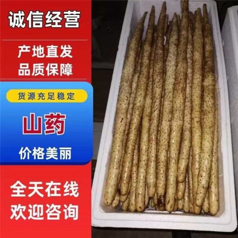 河北保定蠡县小白嘴山药大量上货欢迎随时咨询也可接受预订