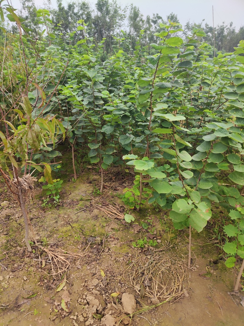 精品紫荆花树四季绿化用苗产地直销货源充足