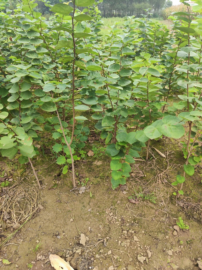 精品紫荆花树四季绿化用苗产地直销货源充足