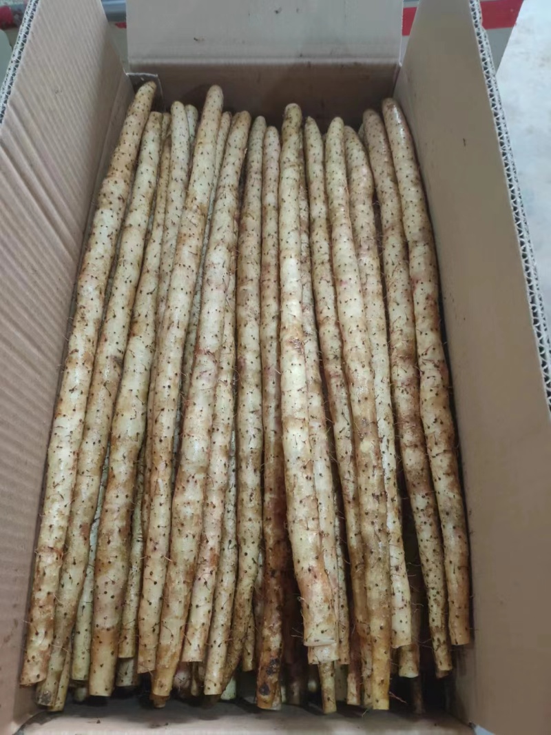 河北保定蠡县小白嘴山药大量上货欢迎随时咨询也可接受预订