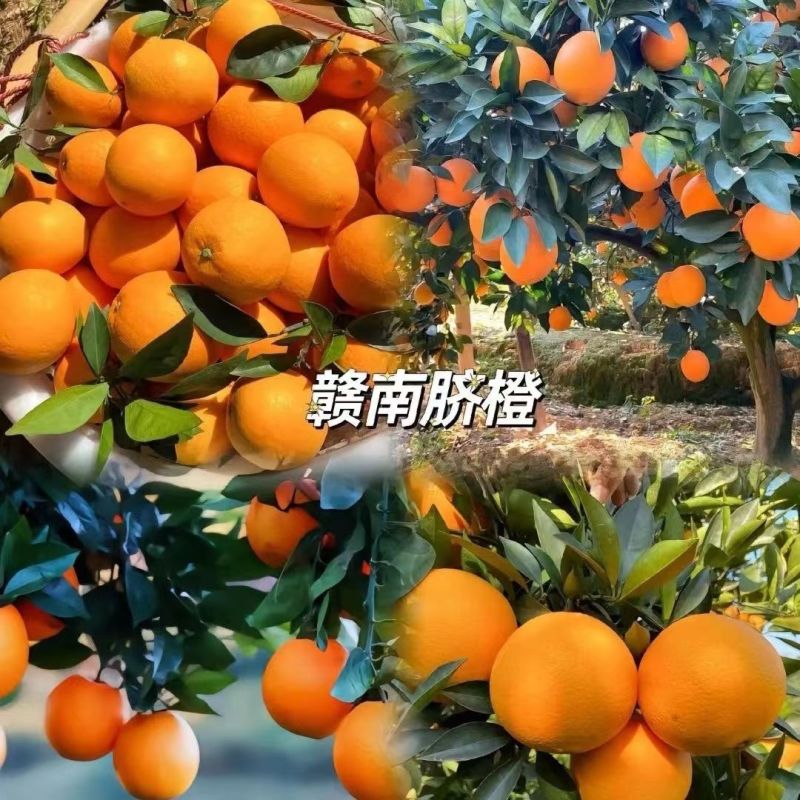赣南脐橙中介费2毛一斤包打听包上车