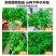 薄荷种子可食用芳香驱蚊薄荷盆栽四季播种