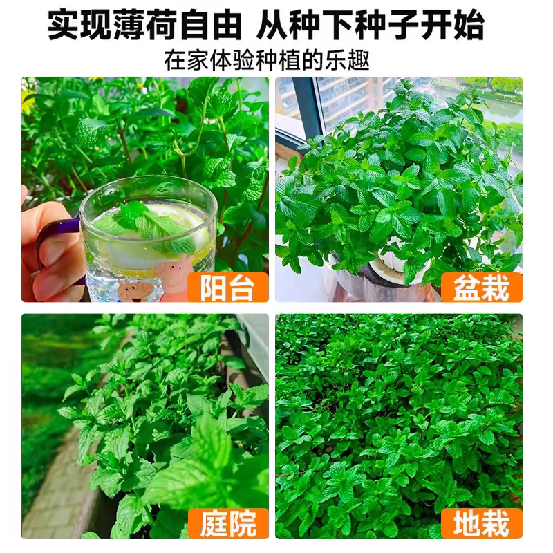 薄荷种子可食用芳香驱蚊薄荷盆栽四季播种
