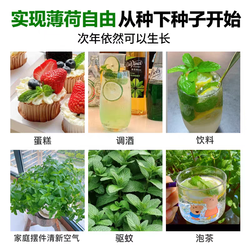 薄荷种子可食用芳香驱蚊薄荷盆栽四季播种