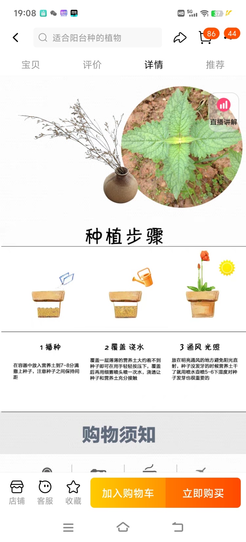 薄荷种子可食用芳香驱蚊薄荷盆栽四季播种