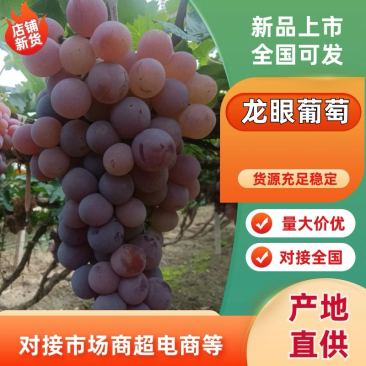 【河北】龙眼葡萄大量上市产地直供视频看货欢迎采购