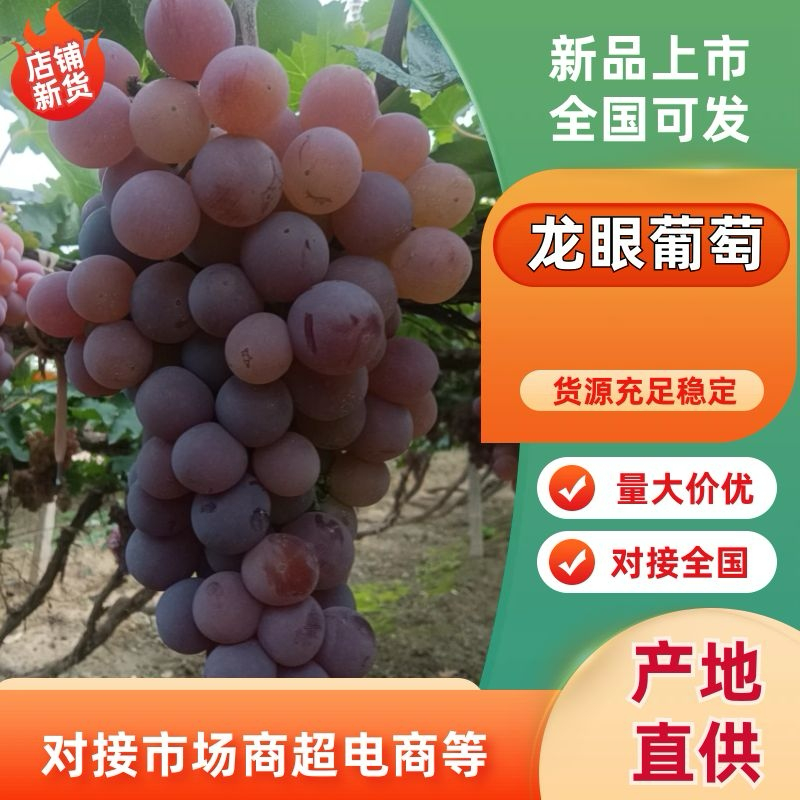 【河北】龙眼葡萄大量上市产地直供视频看货欢迎采购