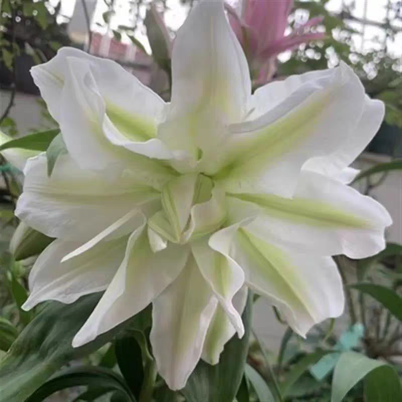 百合种球带牙发货包邮包成活包颜色优质进口