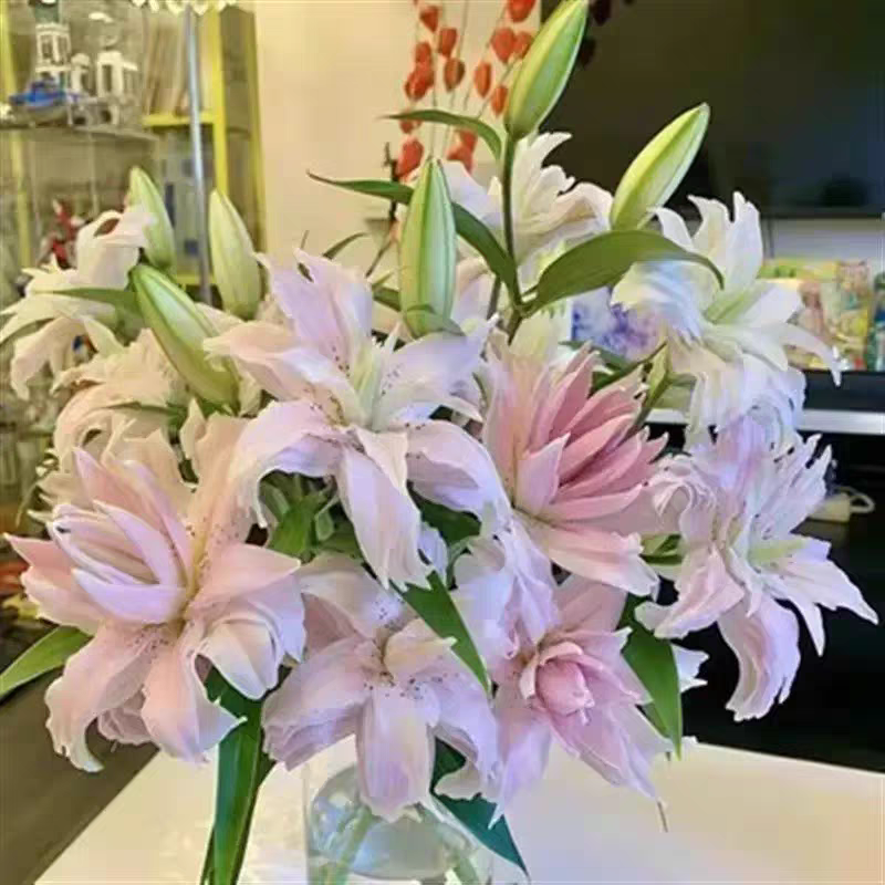 百合种球带牙发货包邮包成活包颜色优质进口