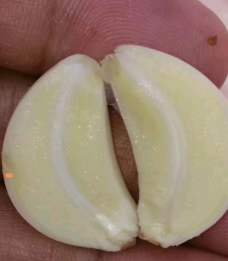 蒜苗种子红根蒜苗种子催芽蒜苗种子一手货源品质保证