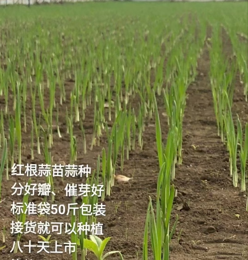 蒜苗种子红根蒜苗种子催芽蒜苗种子一手货源品质保证