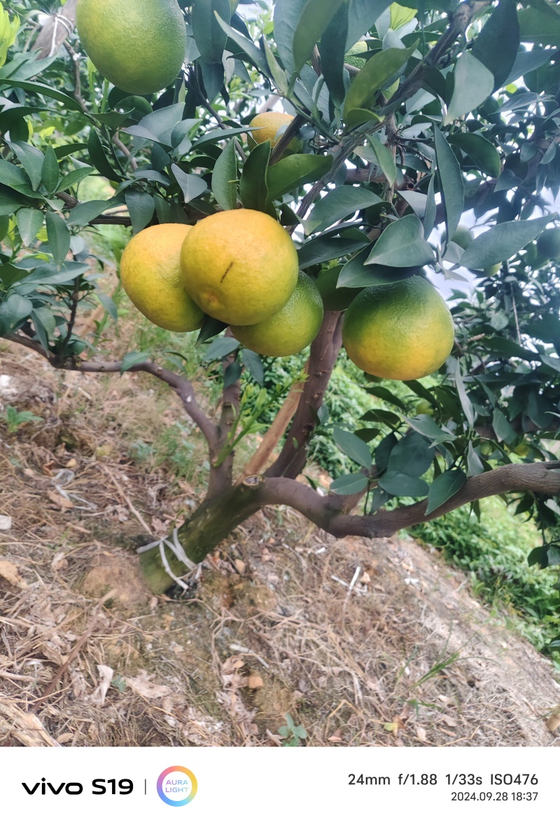 四川爱媛果冻橙皮薄，口感细腻，产地直供，诚信经营