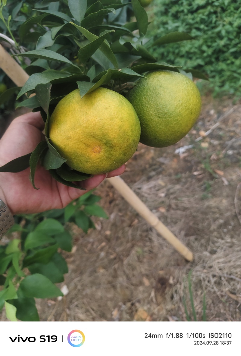 四川爱媛果冻橙皮薄，口感细腻，产地直供，诚信经营