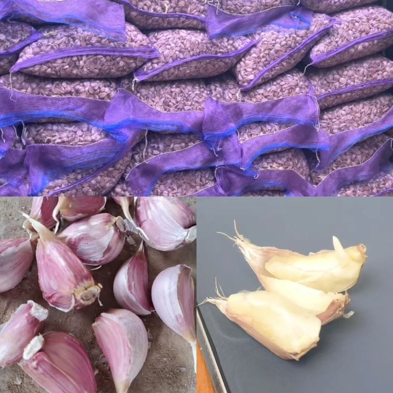蒜苗种子红根蒜苗种子催芽蒜苗种子一手货源品质保证