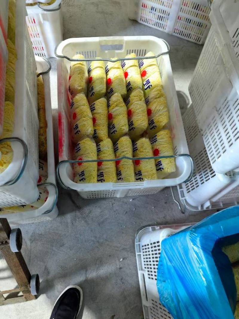新鲜湖北娃娃菜，当地直供，品质保证。欢迎来到实地考察