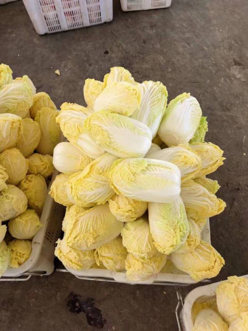 新鲜湖北娃娃菜，当地直供，品质保证。欢迎来到实地考察