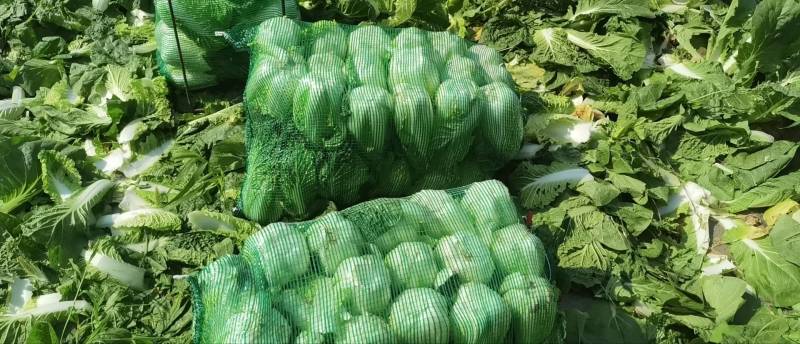 新鲜湖北娃娃菜，当地直供，品质保证。欢迎来到实地考察