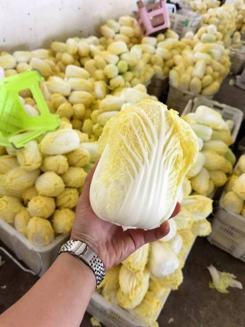 新鲜湖北娃娃菜，当地直供，品质保证。欢迎来到实地考察