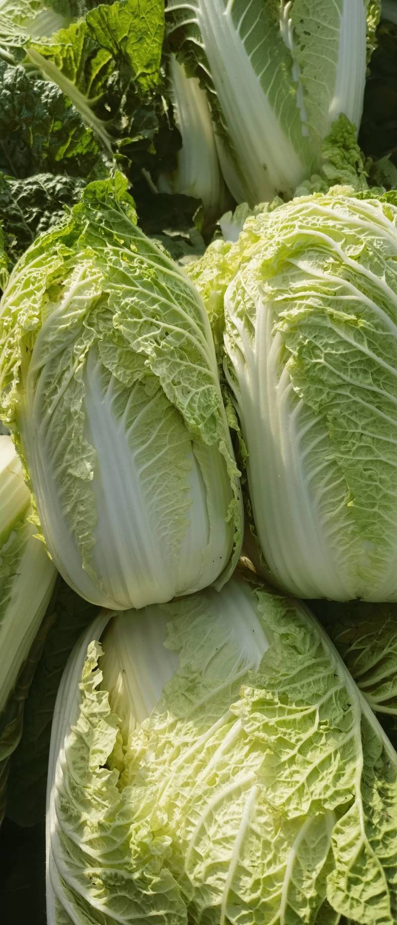 新鲜湖北娃娃菜，当地直供，品质保证。欢迎来到实地考察