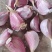 红根蒜苗种子催芽蒜苗种子保证纯度全国发货欢迎联