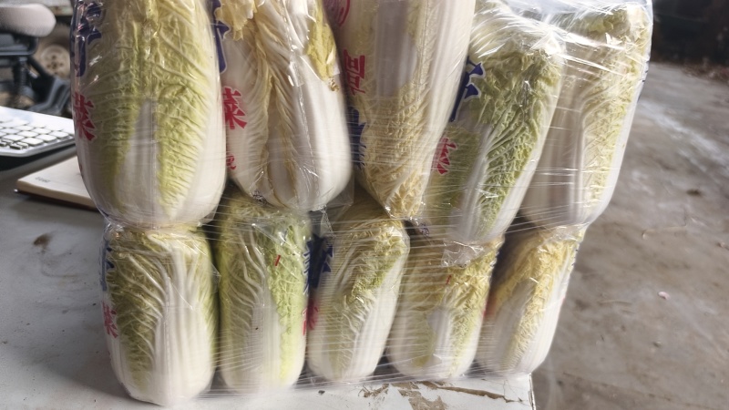 **漂亮的娃娃菜，产地一手货源需要的老板可以过来