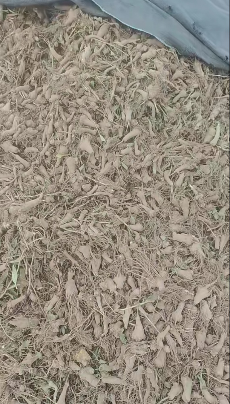 白术一年苗