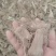 白术一年苗