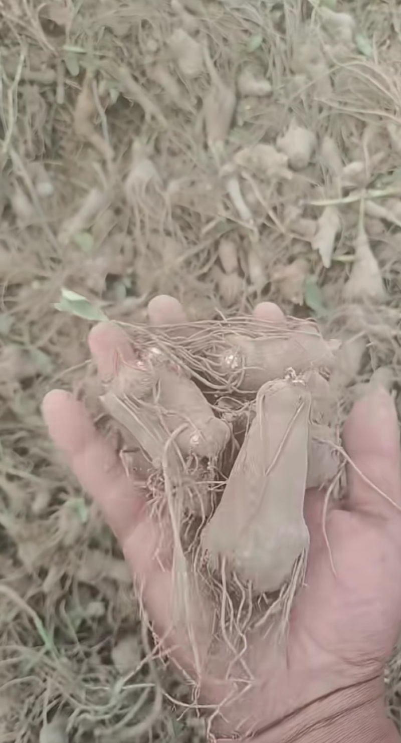 白术一年苗