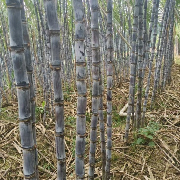 正宗云南黑皮甘蔗开始大量上市