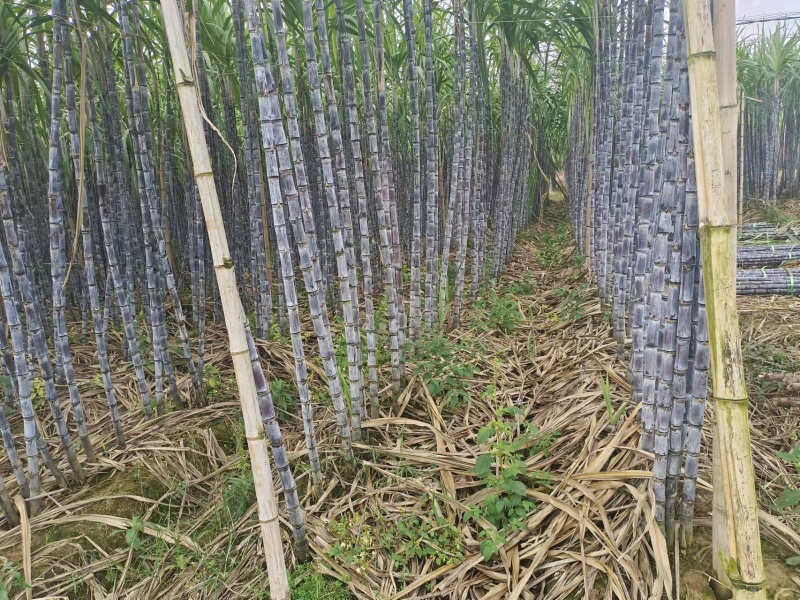 正宗云南黑皮甘蔗开始大量上市