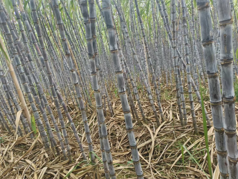 正宗云南黑皮甘蔗开始大量上市