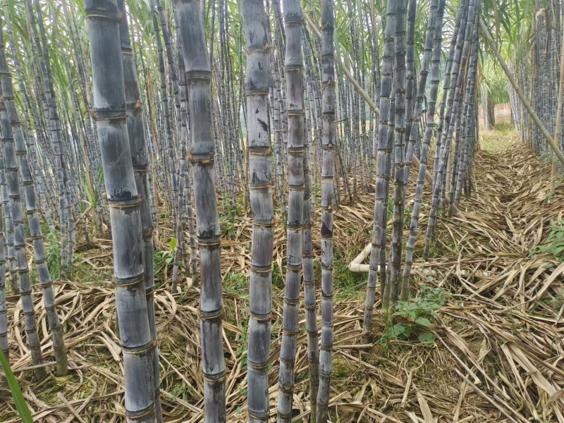 正宗云南黑皮甘蔗开始大量上市