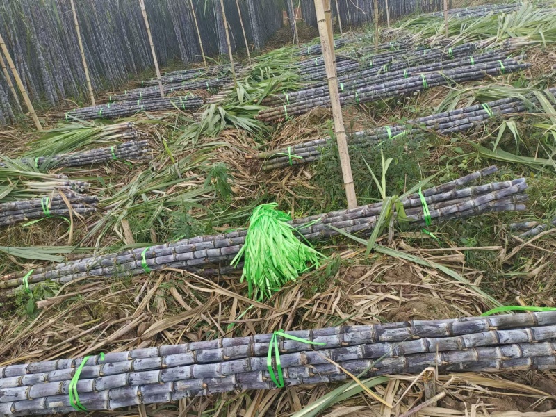 正宗云南黑皮甘蔗开始大量上市