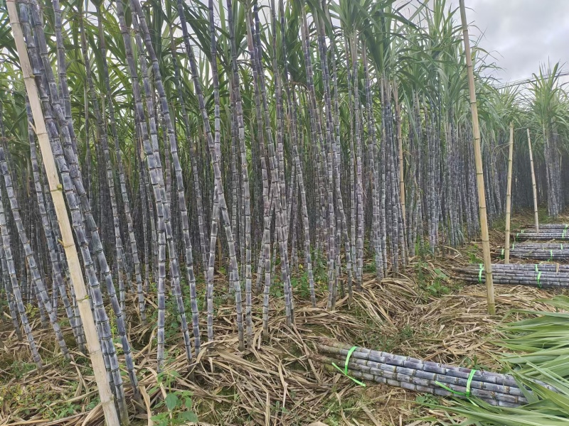 正宗云南黑皮甘蔗开始大量上市