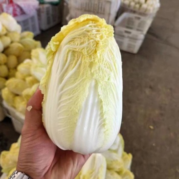 娃娃菜，当地直供，品质保证欢迎来到实地考察