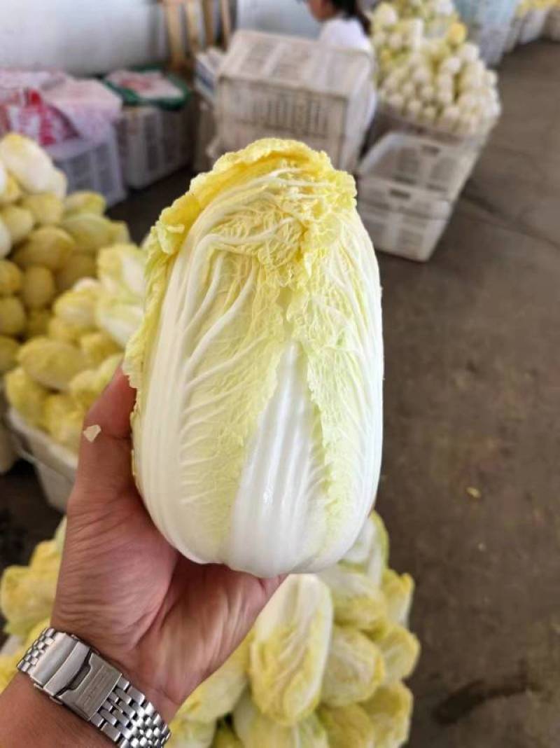 娃娃菜，当地直供，品质保证欢迎来到实地考察