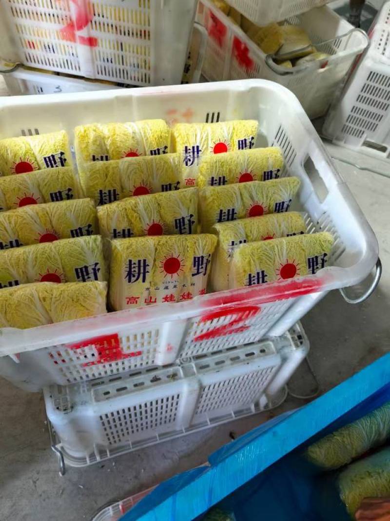 娃娃菜，当地直供，品质保证欢迎来到实地考察
