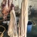 国产牛净肚去油控水速冻超码称重冷链发全国