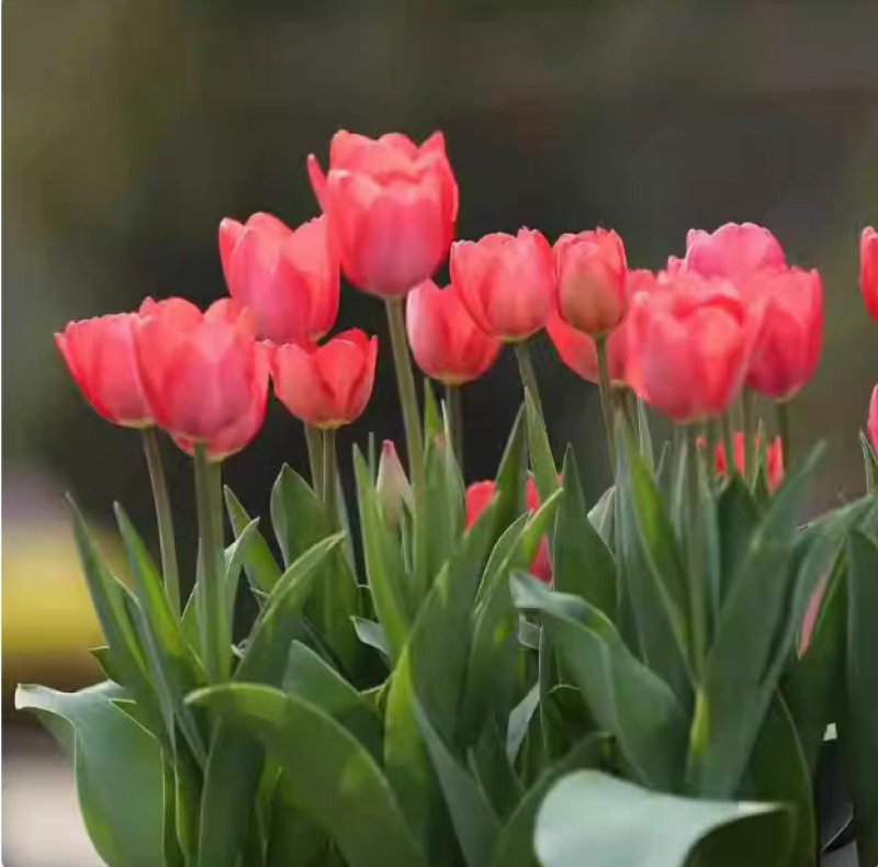 郁金香种球带芽种球根花卉耐寒水培土培颜色包对版