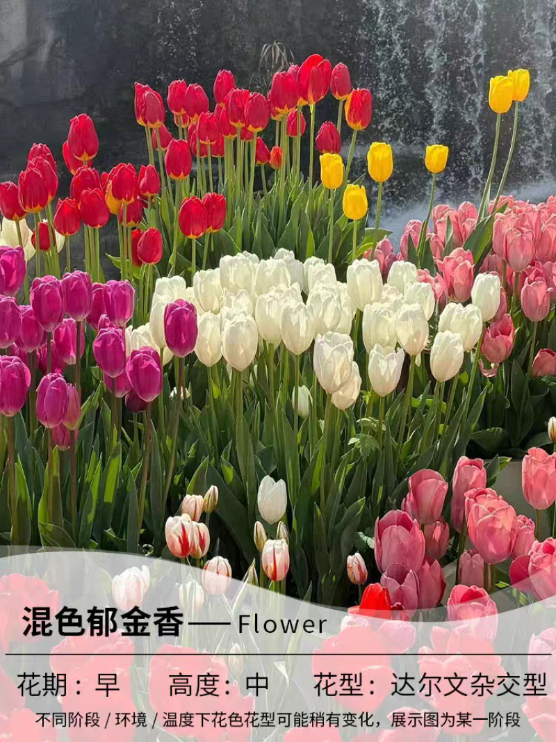 郁金香种球带芽种球根花卉耐寒水培土培颜色包对版