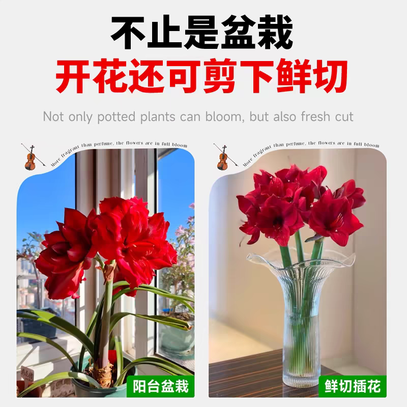 朱顶红种球混色发货花卉室内土培水培4-6公分