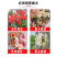 朱顶红种球混色发货花卉室内土培水培4-6公分