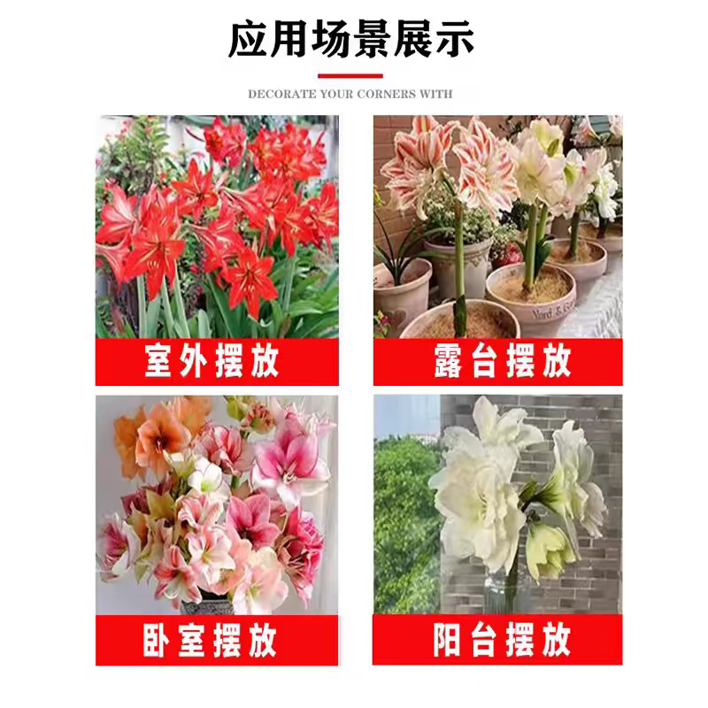朱顶红种球混色发货花卉室内土培水培4-6公分