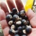 无患子种子